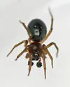 Grammonota angusta