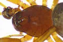 Grammonota angusta - photo 2