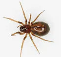 Grammonota angusta - photo 3
