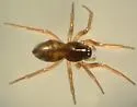 Grammonota angusta - photo 4
