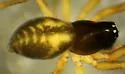 Grammonota angusta - photo 5