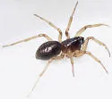 Grammonota gentilis