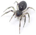 Grammonota gentilis - photo 2