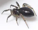 Grammonota gentilis - photo 3