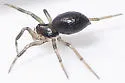 Grammonota gentilis - photo 4