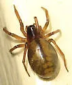 Grammonota gentilis - photo 5