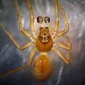 Grammonota gigas