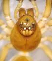 Grammonota gigas - photo 2