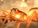Grammonota gigas - photo 4