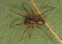 Grammonota gigas - photo 5