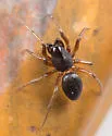 Grammonota inornata