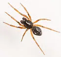 Grammonota inornata - photo 2