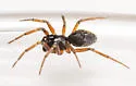 Grammonota inornata - photo 3