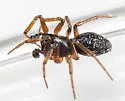 Grammonota inornata - photo 4