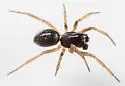Grammonota inornata - photo 5