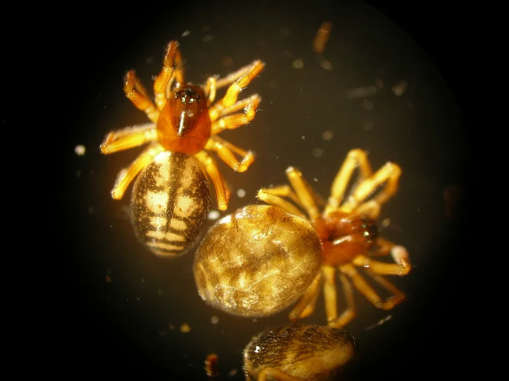 Grammonota kincaidi - photo 2