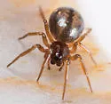 Grammonota maculata