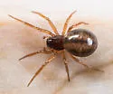 Grammonota maculata - photo 2