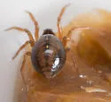 Grammonota maculata - photo 3