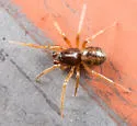 Grammonota pallipes