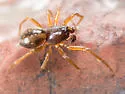 Grammonota pallipes - photo 2
