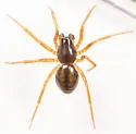 Grammonota pallipes - photo 3