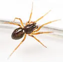 Grammonota pallipes - photo 4