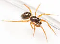 Grammonota pallipes - photo 5