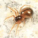 Grammonota pictilis