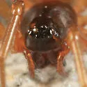 Grammonota pictilis - photo 2