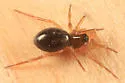Grammonota pictilis - photo 3
