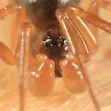 Grammonota pictilis - photo 4