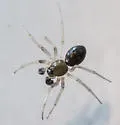 Grammonota pictilis - photo 5