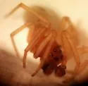 Grammonota texana - photo 2