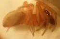 Grammonota texana - photo 3