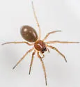 Grammonota vittata - Grammonota vittata