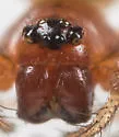 Grammonota vittata - photo 2