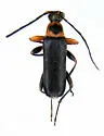 Grammoptera exigua