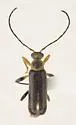 Grammoptera exigua - photo 2