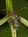 Grammoptera exigua - photo 3