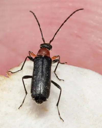 Grammoptera haematites