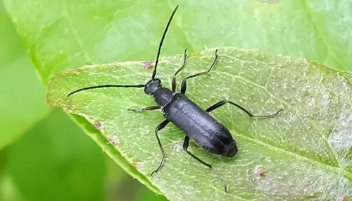 Grammoptera haematites - photo 2