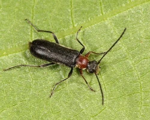 Grammoptera haematites - photo 3