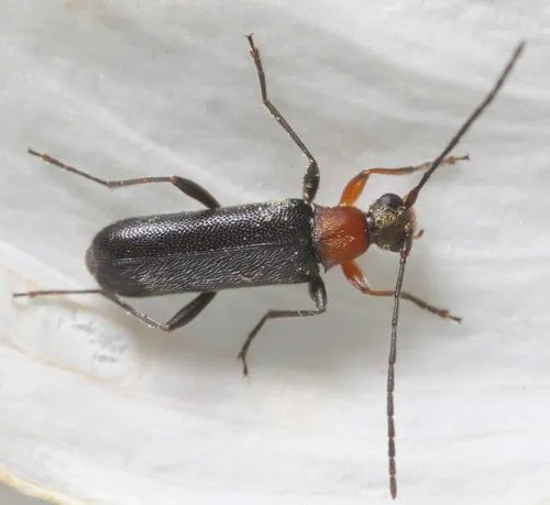 Grammoptera haematites - photo 4