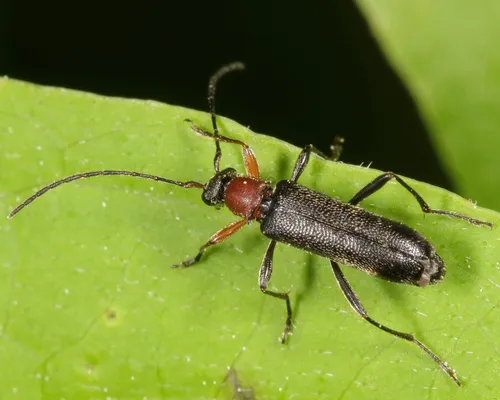 Grammoptera haematites - photo 5