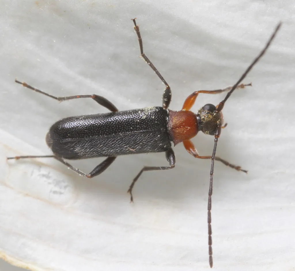 Grammoptera haematites - photo 6