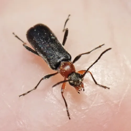 Grammoptera haematites - photo 7