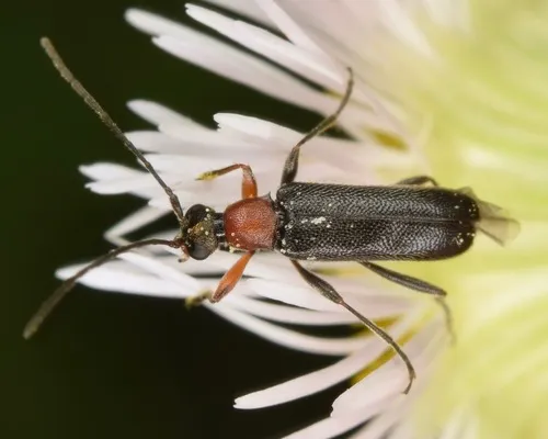Grammoptera haematites - photo 8