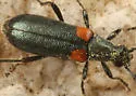 Grammoptera militaris
