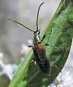 Grammoptera militaris - photo 2